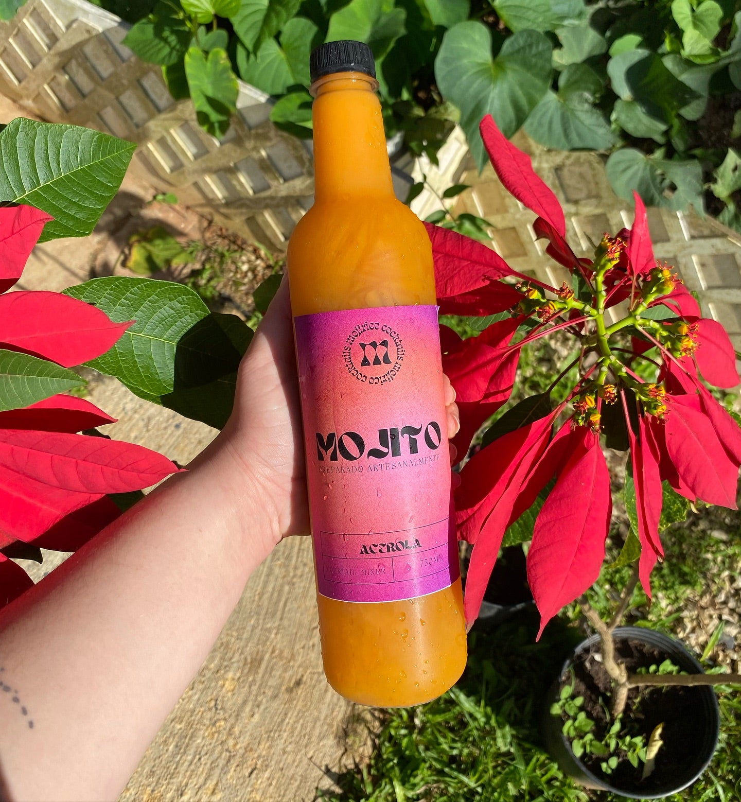 Bottle of Mojito Acorola held in front of poinsettia plants